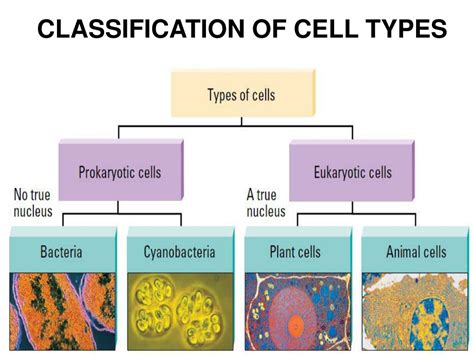 Ppt Classification Of Cell Types Powerpoint Presentation Free | Free ...