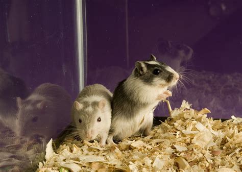 100 Names for Pet Gerbils