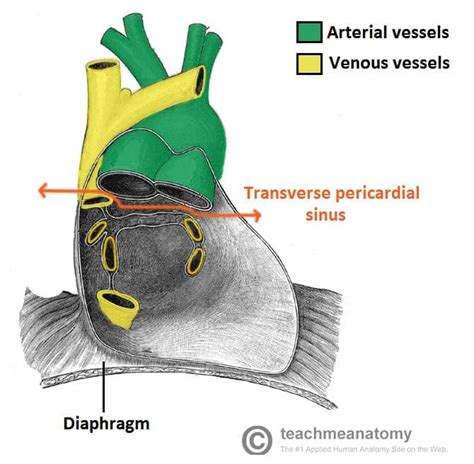 The Pericardium - TeachMeAnatomy