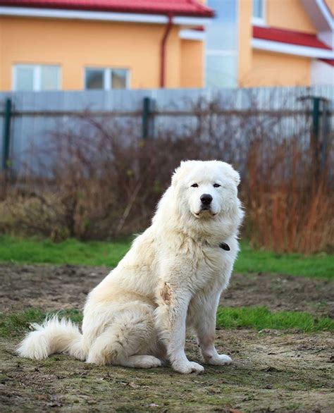 Maremma Sheepdog - Temperament, Lifespan, Shedding, Puppy