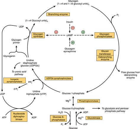 Metabolism of Glycogen | Basicmedical Key