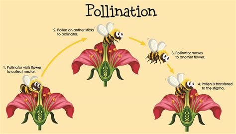 Emasculation And Pollination Techniques In Field Crops Presentation