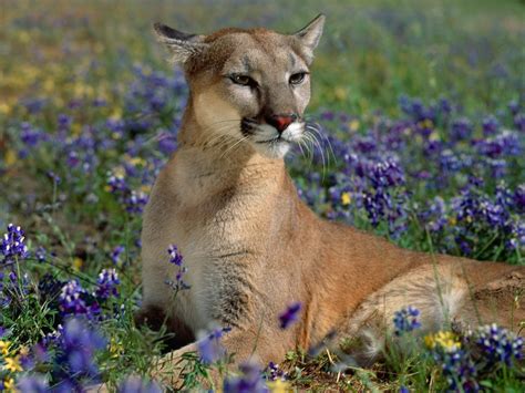 Puma lies in blue colors wallpapers and images - wallpapers, pictures ...