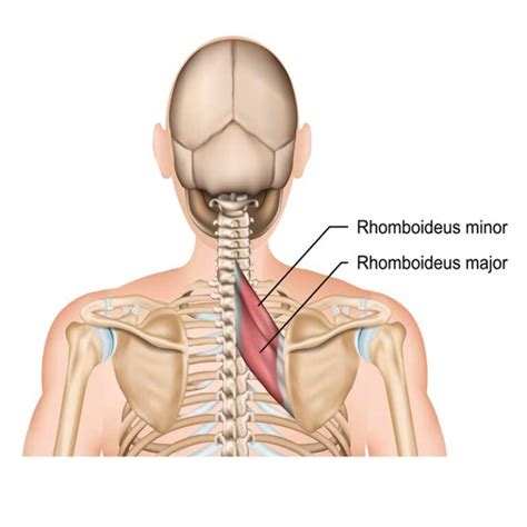 Rhomboid Major and Rhomboid Minor Origin, Insertion, Action - The ...