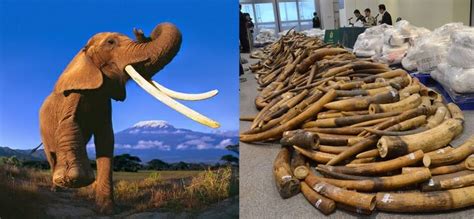 Elephant Poaching in South Africa | Office of Sustainability - Student Blog