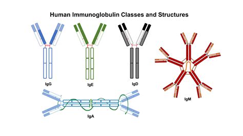 The diversity of immunoglobulins – ImmunoBites