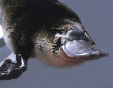 Platypus