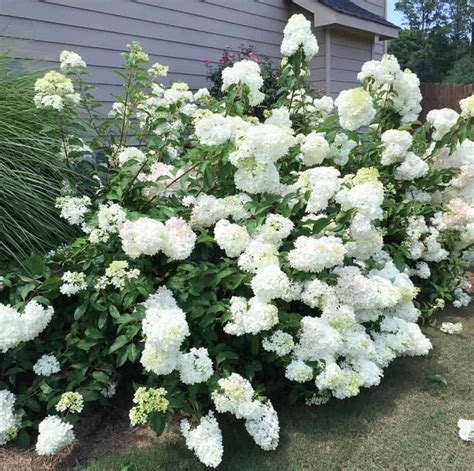 Long Blooming Flowers That Give You Months of Color