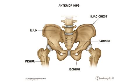 Hip Anatomy | Motion & Function | AnatomyStuff