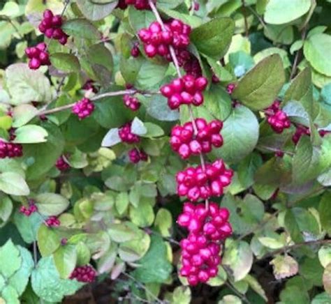 Indian Currant Seeds symphoricarpos Orbiculatus Coralberry - Etsy