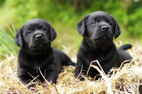 Can Dogs Have Identical Twins? - AKC: Health - CairnTalk