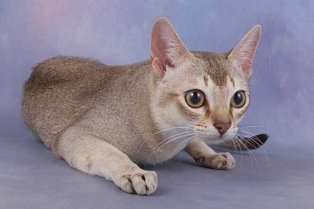 Singapura Cat - Singapura (Cat breed) Photo (18190183) - Fanpop