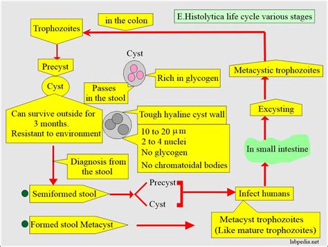 Entamoeba Histolytica Life Cycle