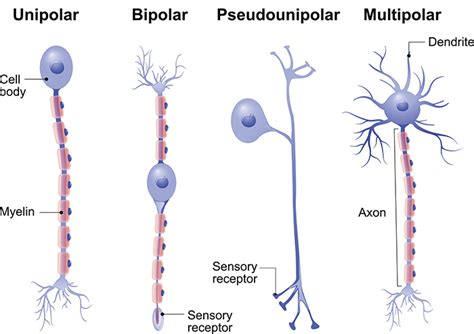 Types of neurons - Queensland Brain Institute - University of Queensland