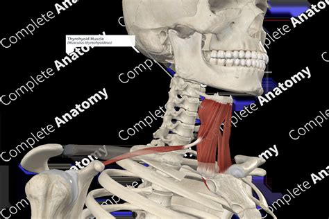 Thyrohyoid Muscle | Complete Anatomy