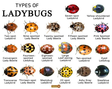 Ladybugs : r/coolguides