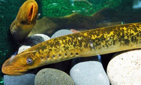 Sea Lamprey – Profile and Resources | Invasive Species Centre