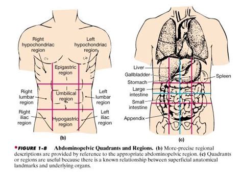 abdominal organs | Abdominal Organs Quadrants | A&P | Pinterest