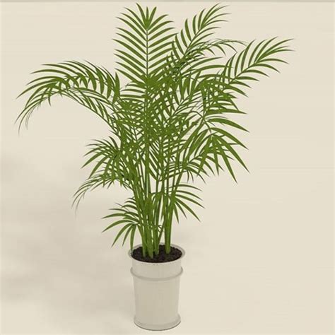 Areca Palm - Greene