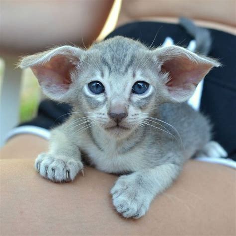 Pin on Oriental shorthair kittens