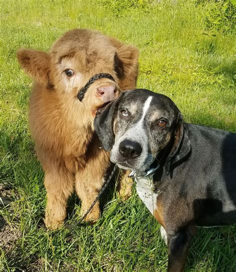 Miniature Highland Cows