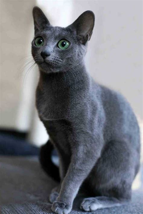 The Russian Blue Cat – Cat Breeds | Russian blue, Beautiful cats ...