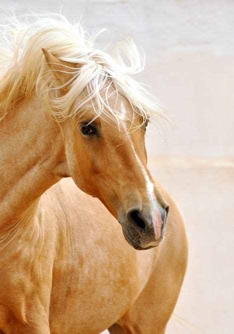 beautiful! | Horses, Animals beautiful, Pretty horses