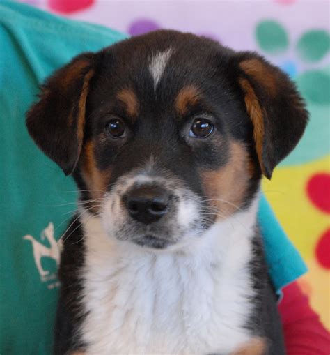 3 adorable Australian Shepherd mix puppies debuting for adoption today.