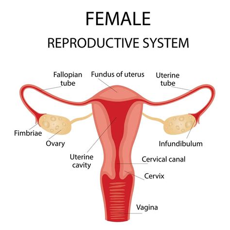 Human anatomy, female reproductive system, female reproductive organs ...