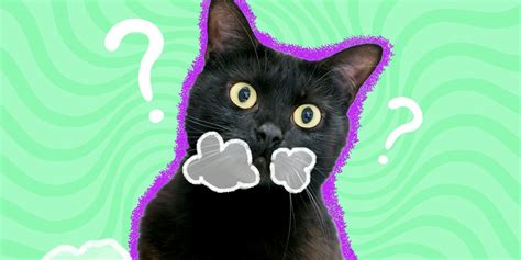 Cat Throwing Up White Foam? A Vet Explains Possible Causes - DodoWell ...