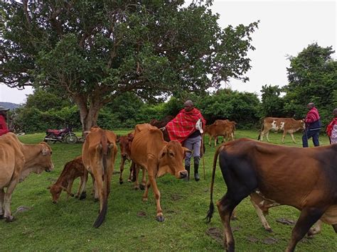 Kenya in a race against time to restock Sahiwal cattle breed ...