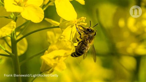 Largest-ever study of controversial pesticides finds harm to bees