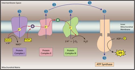 Complete the following paragraph to describe the role of nadh and fadh2 ...