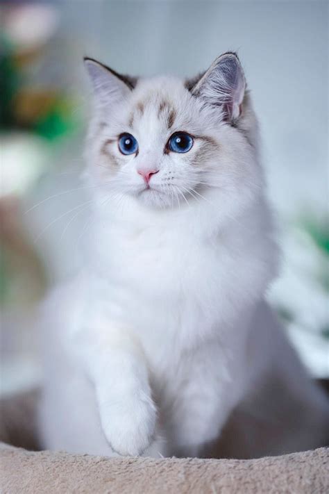 Where To Find Free Ragdoll Kittens? in 2020 | Cute baby cats, Ragdoll ...