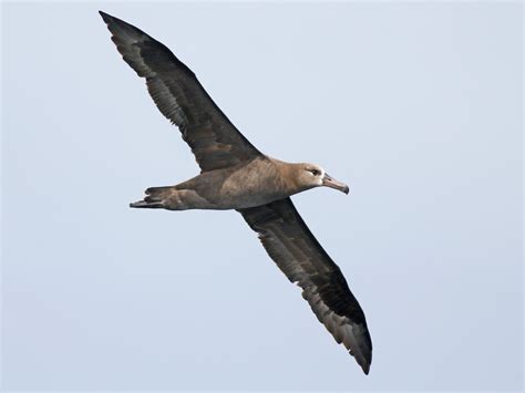 Zwartvoetalbatros - eBird