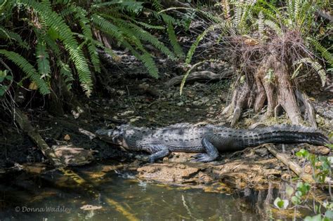 American Alligators Part 1 – Adults & Habitat | Photos by Donna