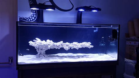 Kraken Corals Limited floating reef aquascape | Reef tank aquascaping ...