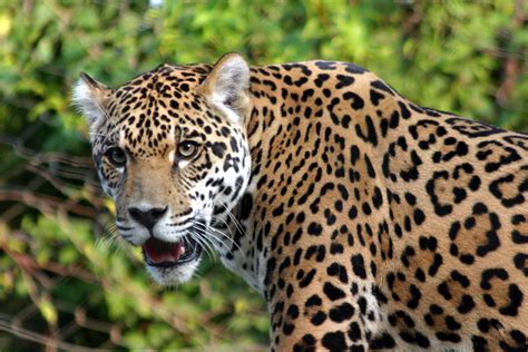 Jaguar facts and pictures