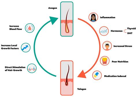 JCM | Free Full-Text | Integrative and Mechanistic Approach to the Hair ...