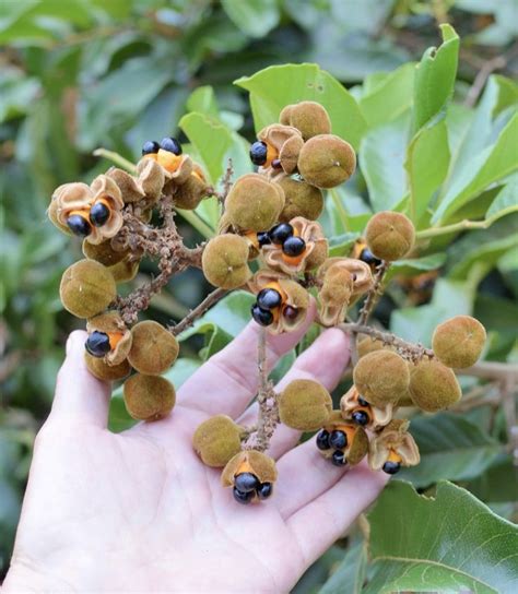 Guara - Cupania americana ( Sapindaceae)