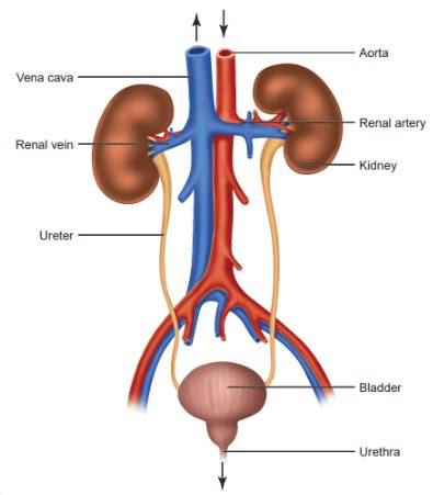 Types Of Excretion In Humans