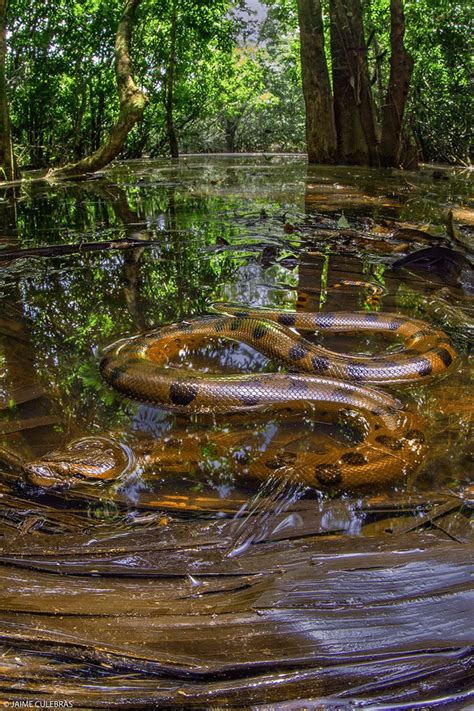 🔥 Anaconda in the Ecuadorian Amazon : r/NatureIsFuckingLit