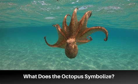 Octopus Symbolism and Spiritual Meanings