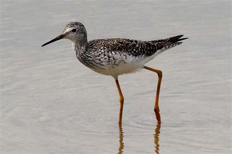 SCOLOPACIDAE | Pybio Paraguay Biodiversidad