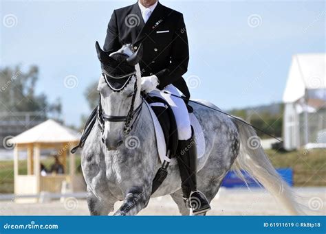 Dapple grey dressage horse stock image. Image of grey - 61911619