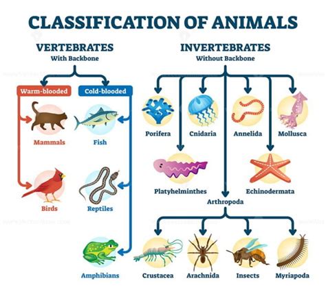 Classification of animals vector illustration - VectorMine