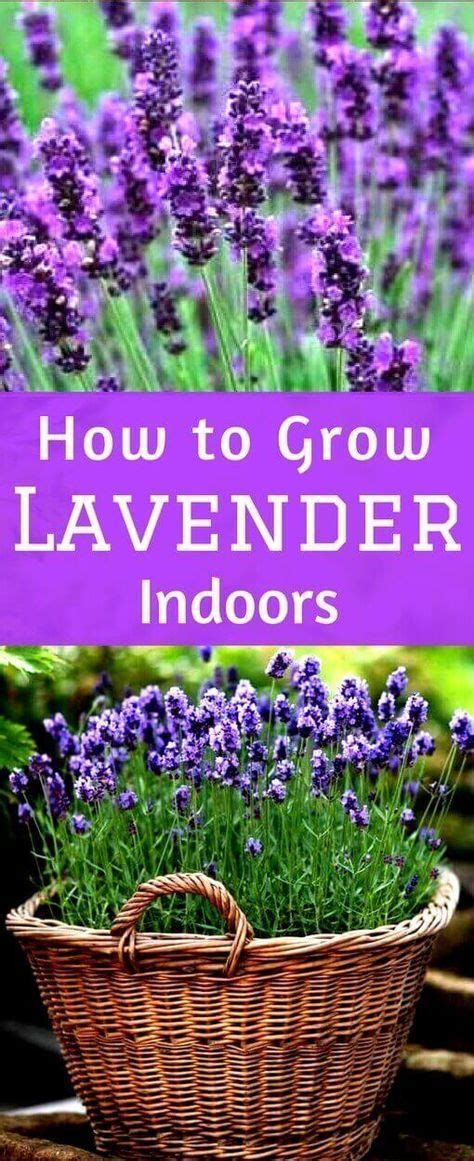 How to Grow Lavender Indoors | Growing lavender, Growing herbs indoors ...