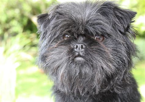 Affenpinscher Wallpapers HD Download