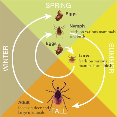 Tick Life Cycle Chart