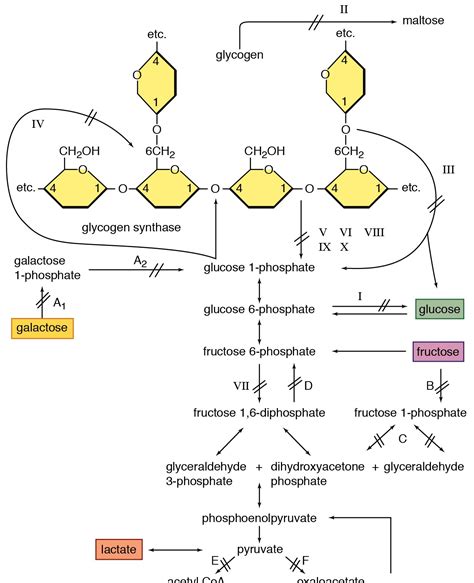 Glycogenolysis | Definition, Pathway, Diagram & Functions